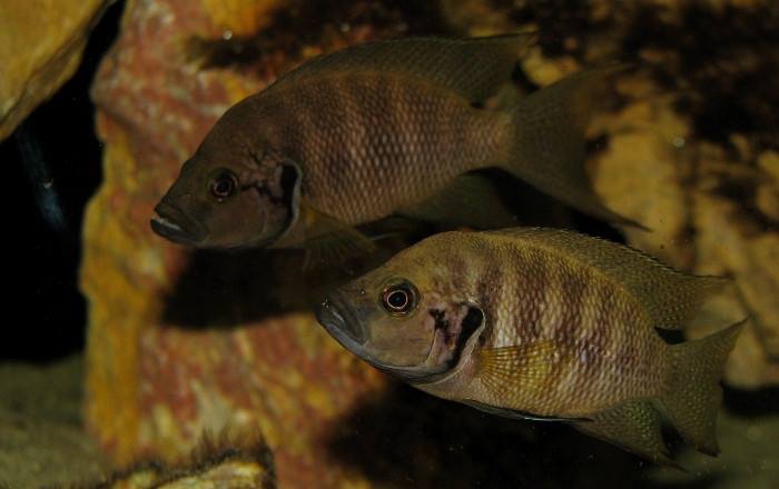 Neolamprologus savoryi